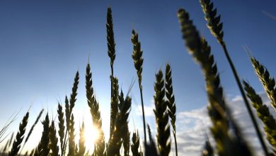 Фото - Reuters: Бангладеш купит у России 500 тысяч тонн пшеницы за доллары