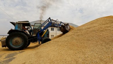 Фото - Минсельхоз: Россия готова экспортировать во втором полугодии до 30 млн тонн зерна