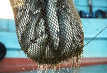 Фото - Росрыболовство разработает новую систему подсчета улова и производства рыбы