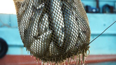Фото - Росрыболовство разработает новую систему подсчета улова и производства рыбы